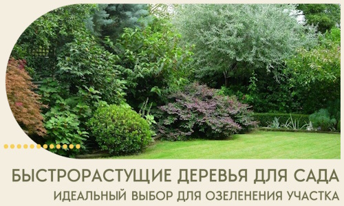 Быстрорастущие деревья для сада идеальный выбор в Кузнецке