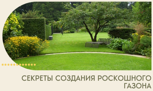 Секреты создания роскошного газона в Кузнецке